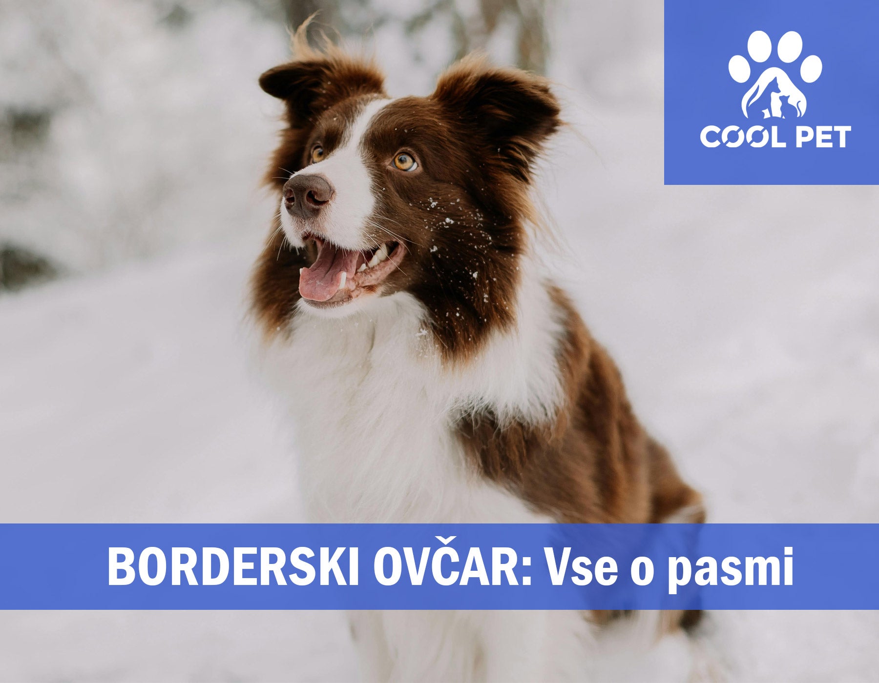 Borderski ovčar - Informacije o pasmi