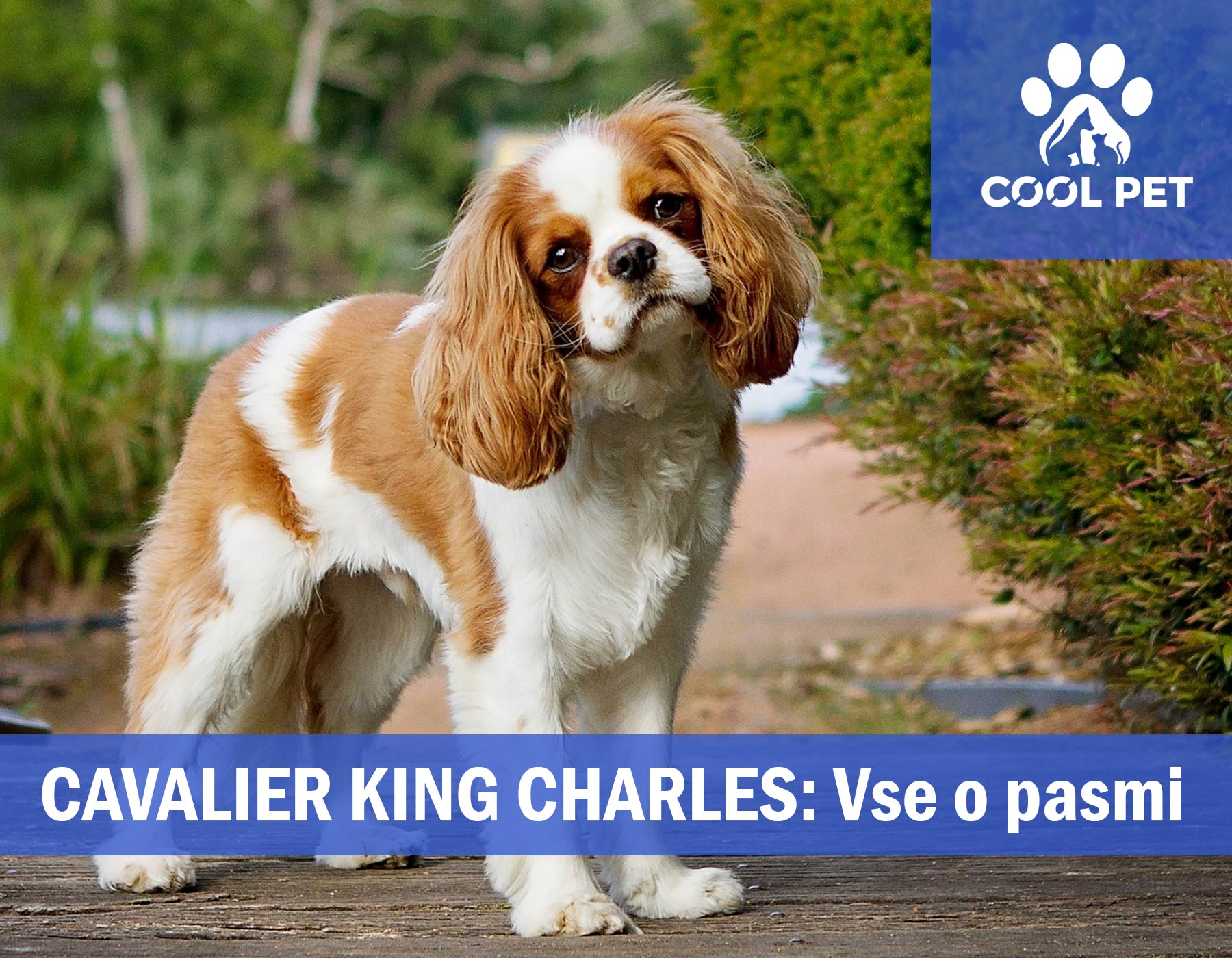 Cavalier King Charles španjel - Informacije o pasmi