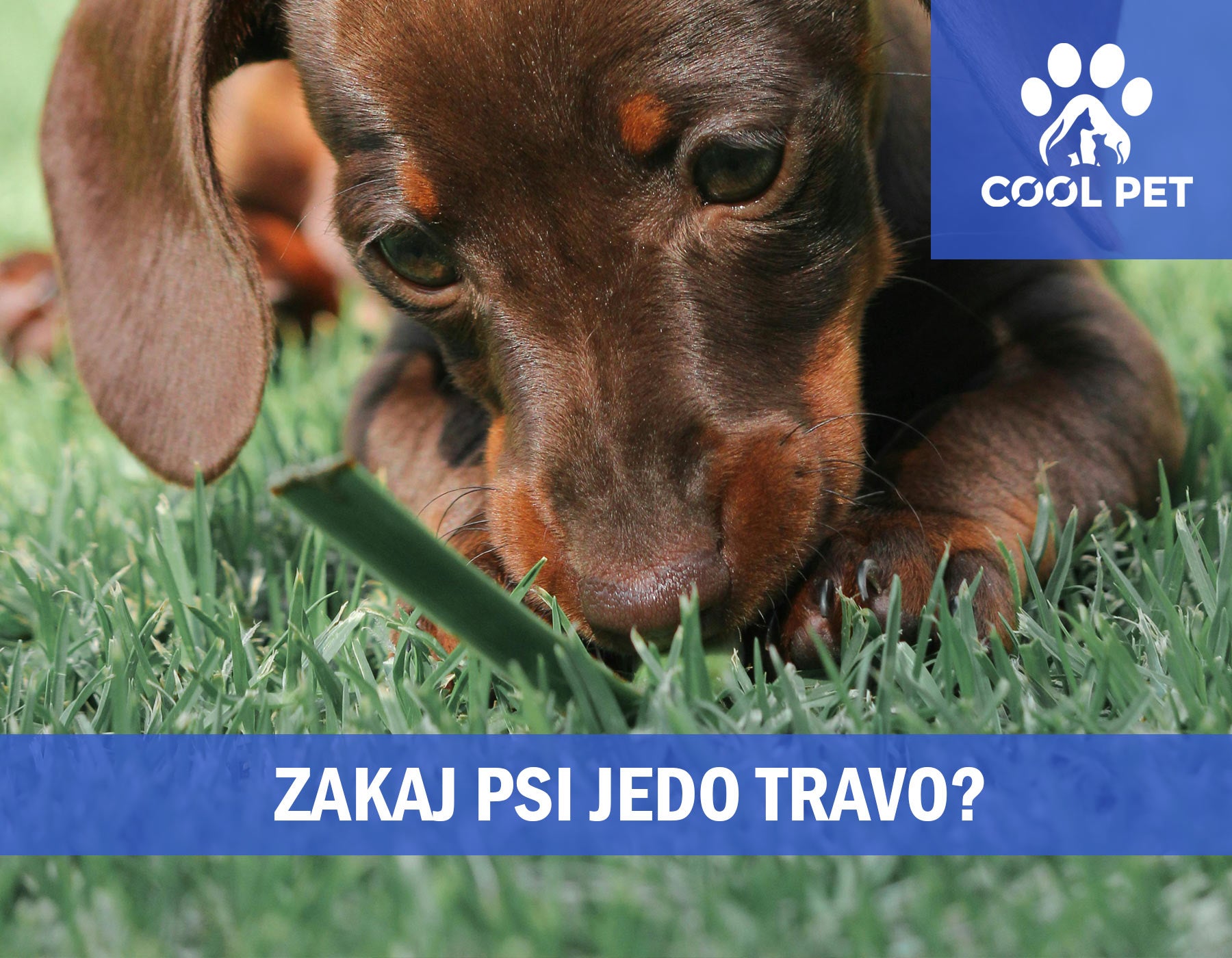 Zakaj psi jedo travo? - Razkrivamo skrivnost