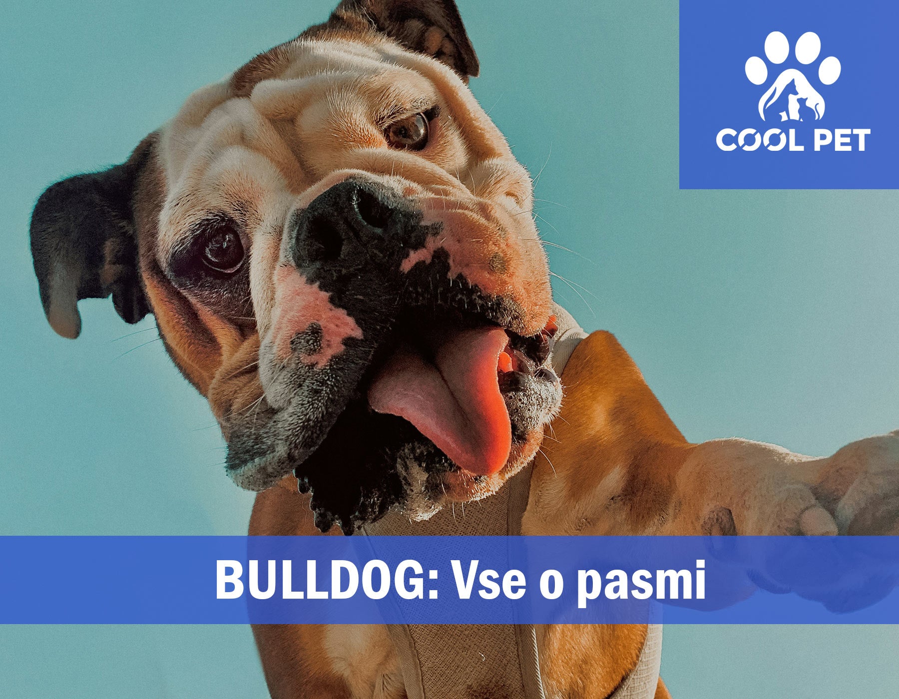 Bulldog - Informacije o pasmi