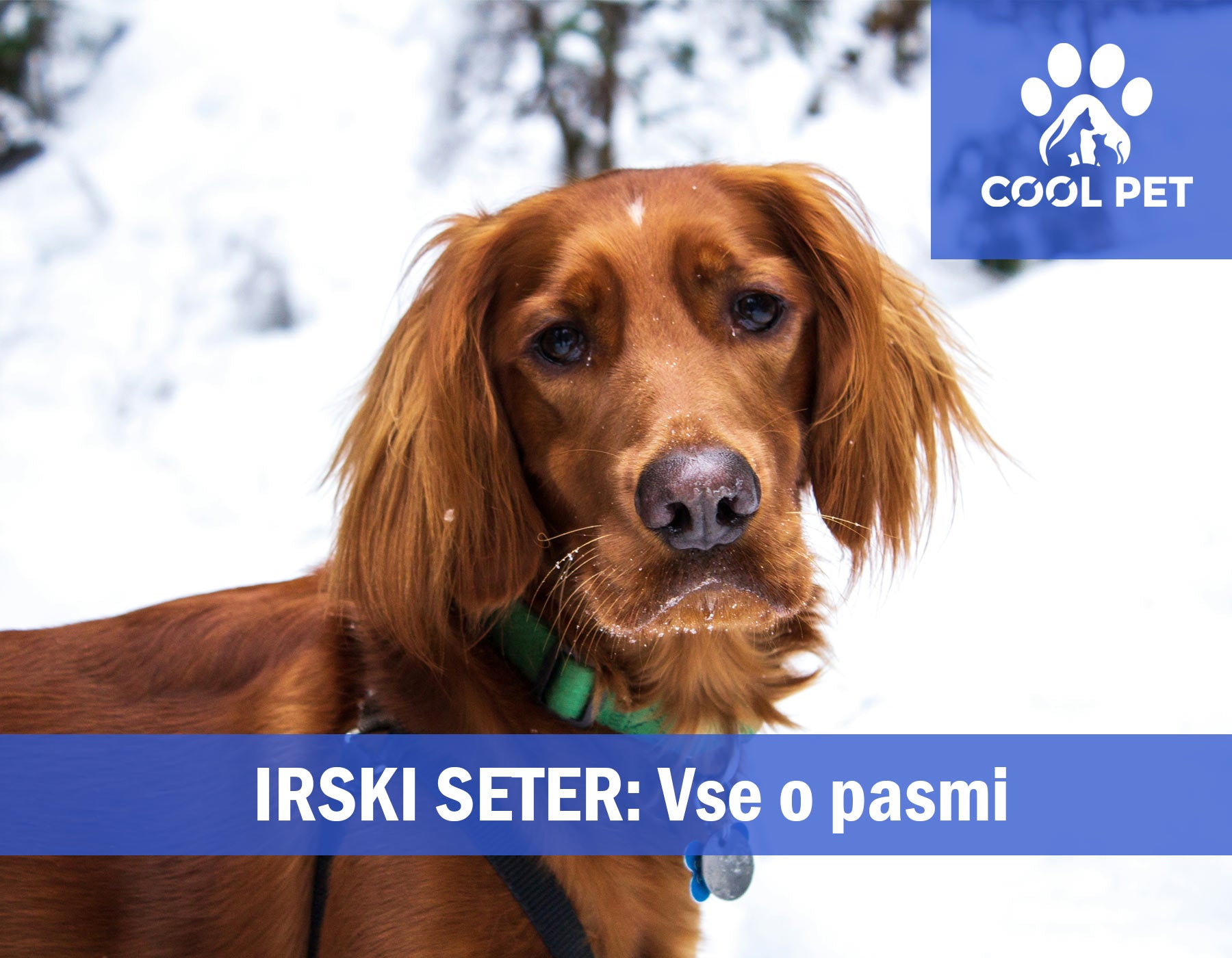 Irski seter - Informacije o pasmi
