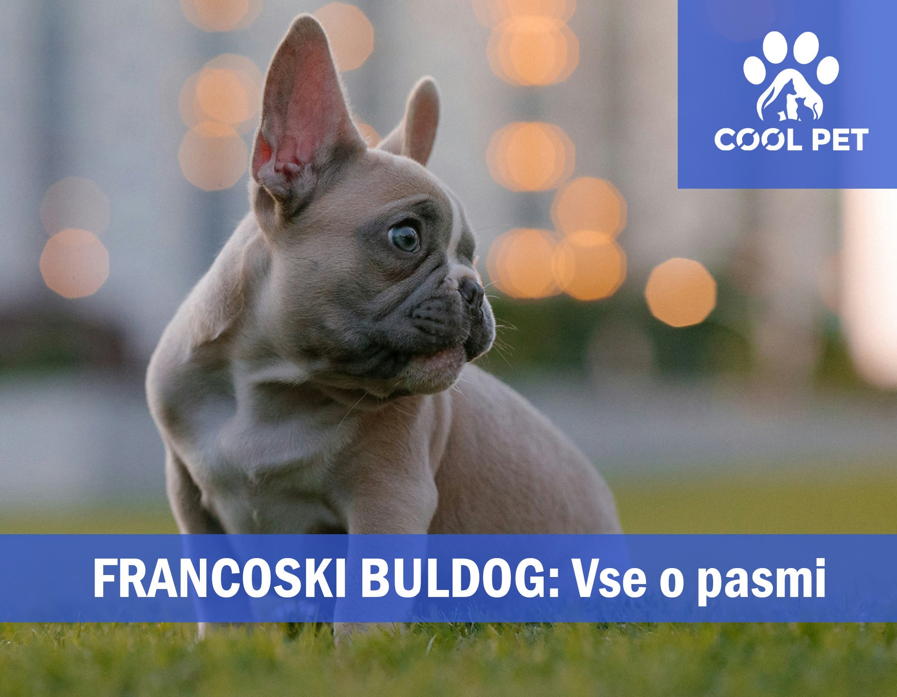 Francoski buldog - Informacije o pasmi