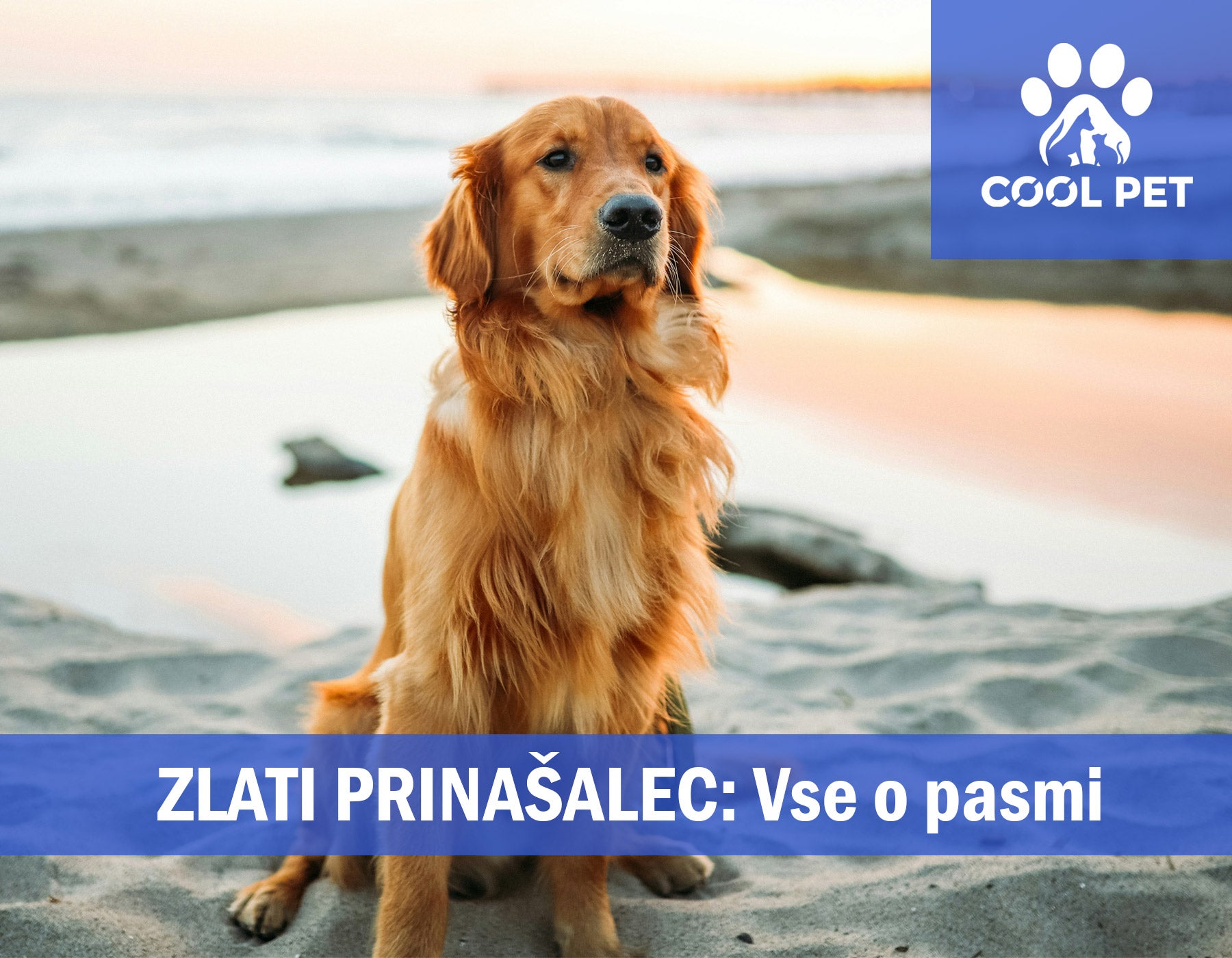 Zlati prinašalec - Informacije o pasmi