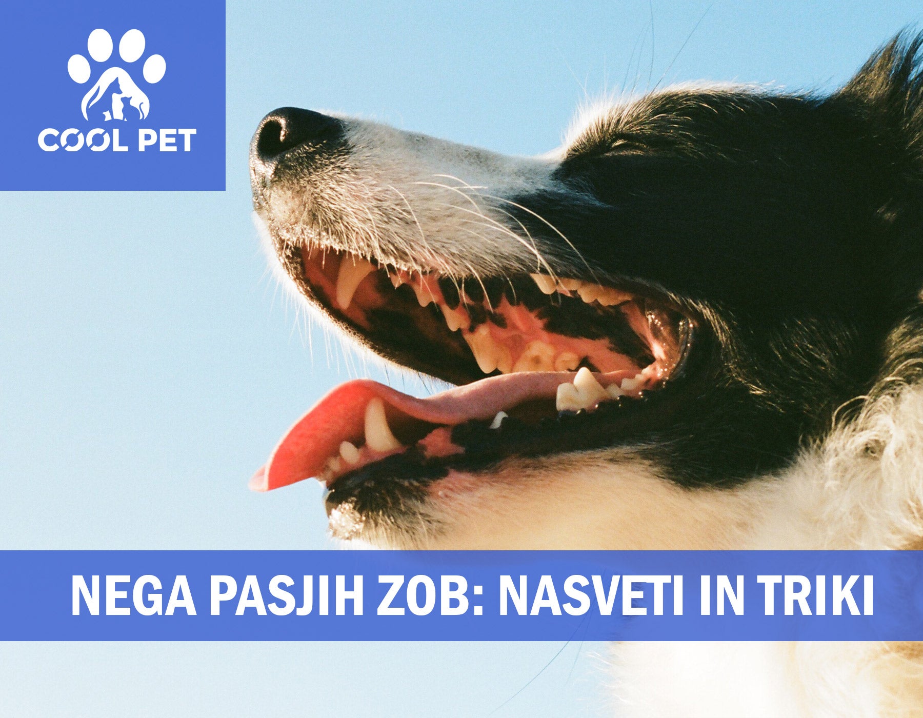 Nega pasjih zob: NASVETI IN TRIKI