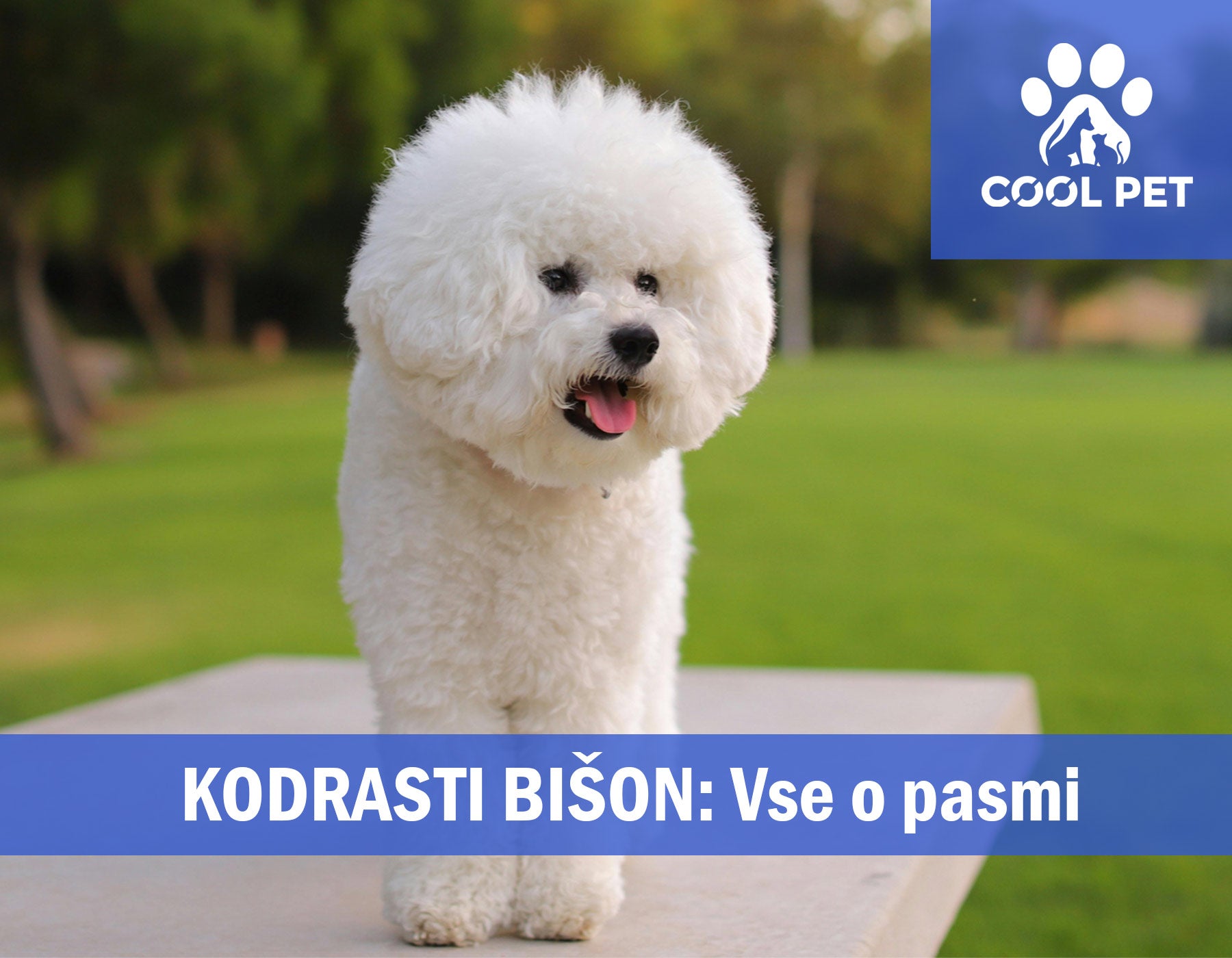 Kodrasti bišon - Informacije o pasmi