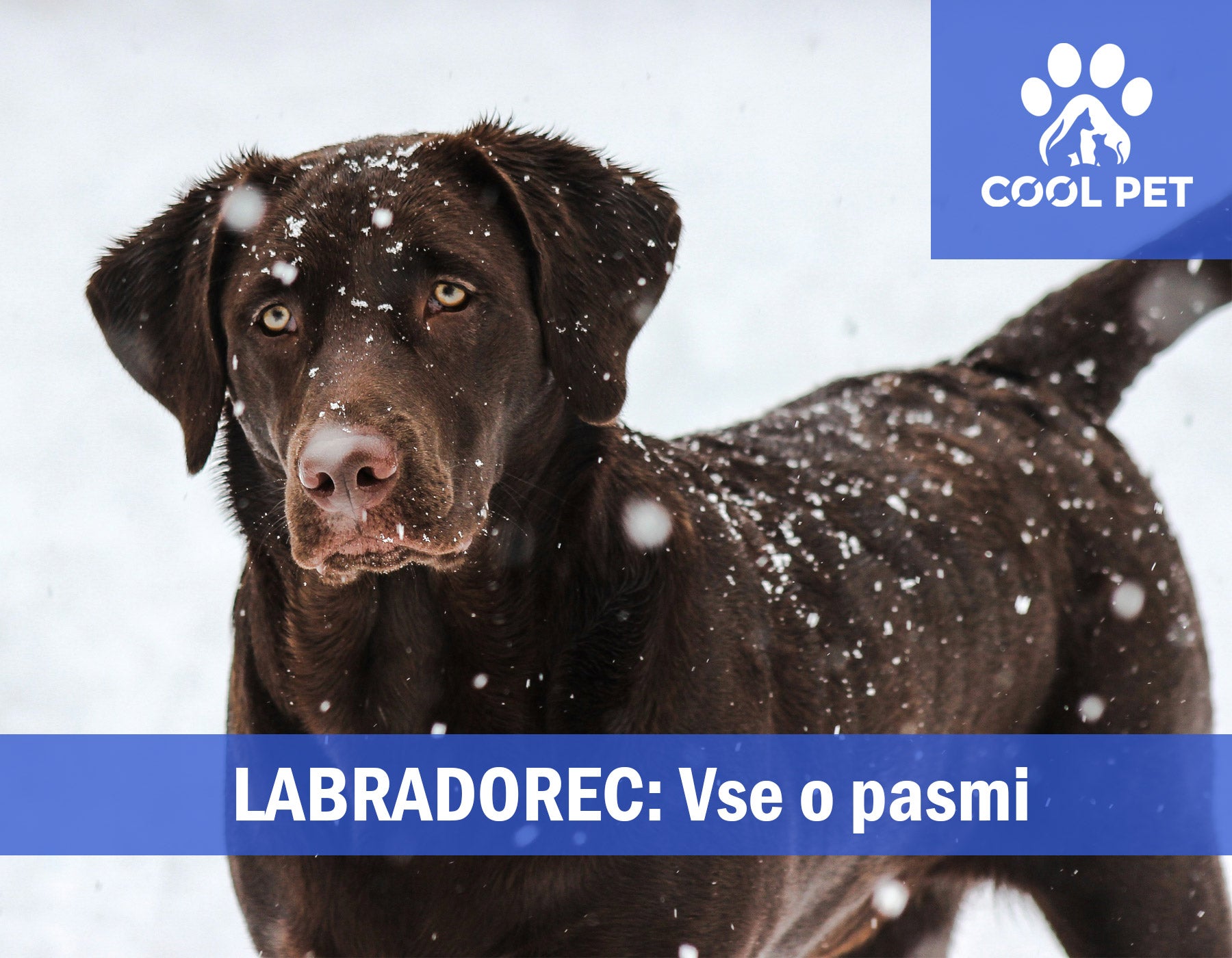 Labradorec - Informacije o pasmi