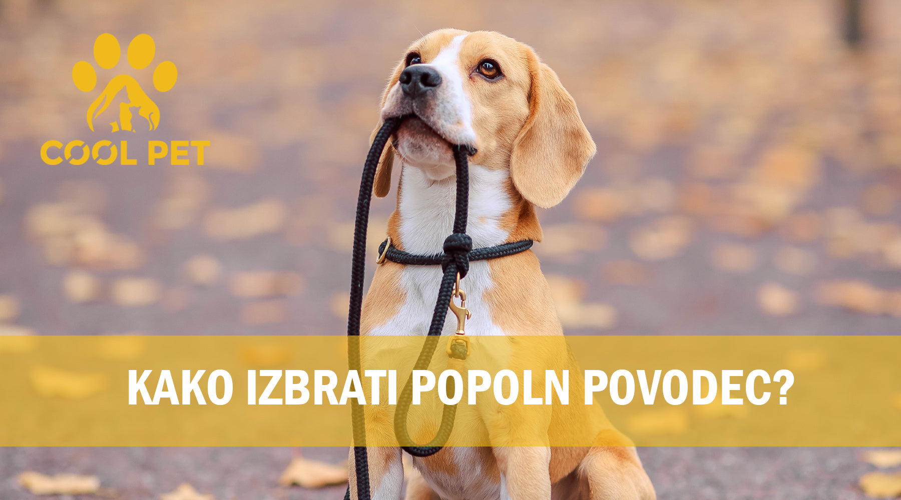 Rjav pes- s povodcem v gobčki in tektom čez sliko