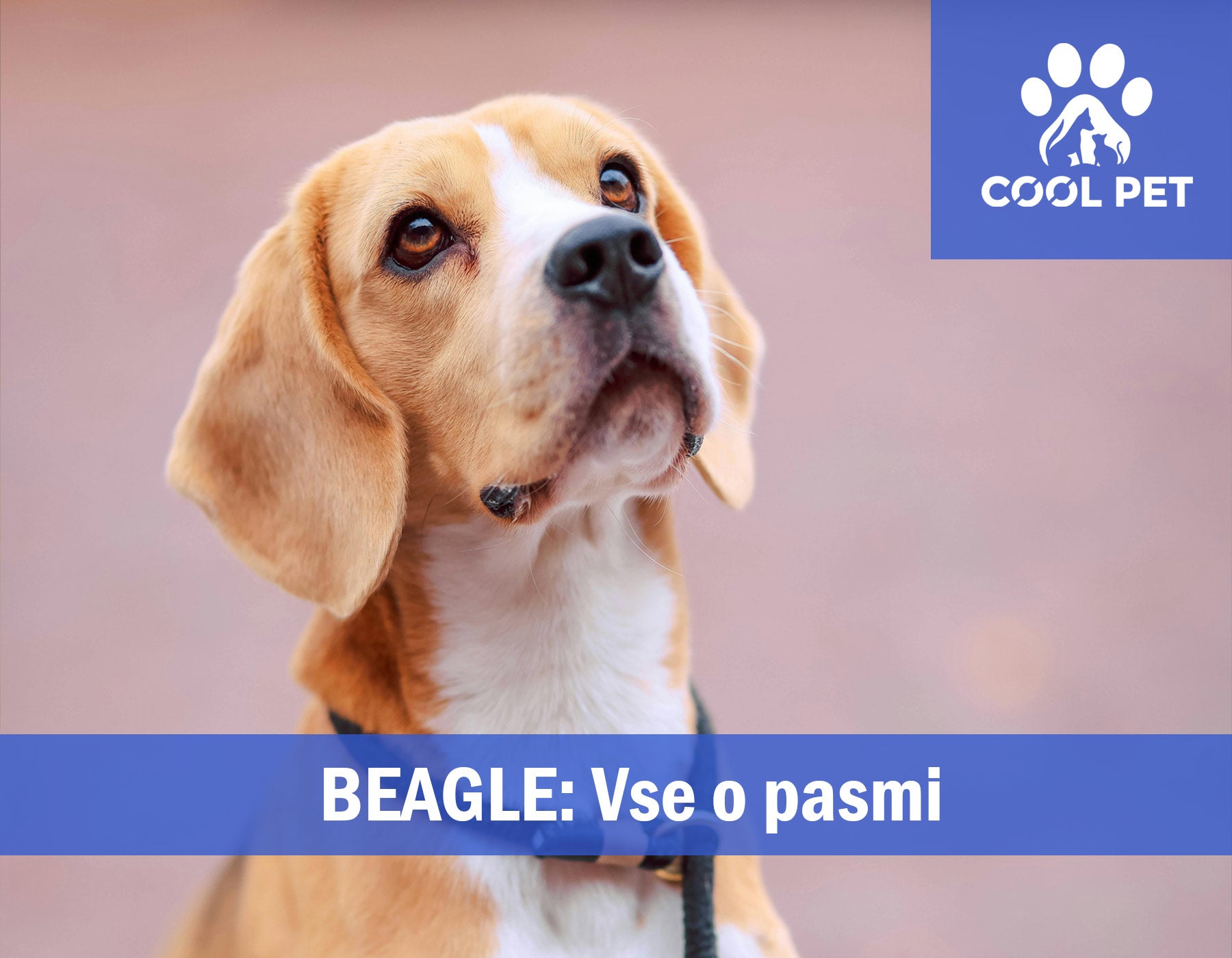 Beagle - Informacije o pasmi