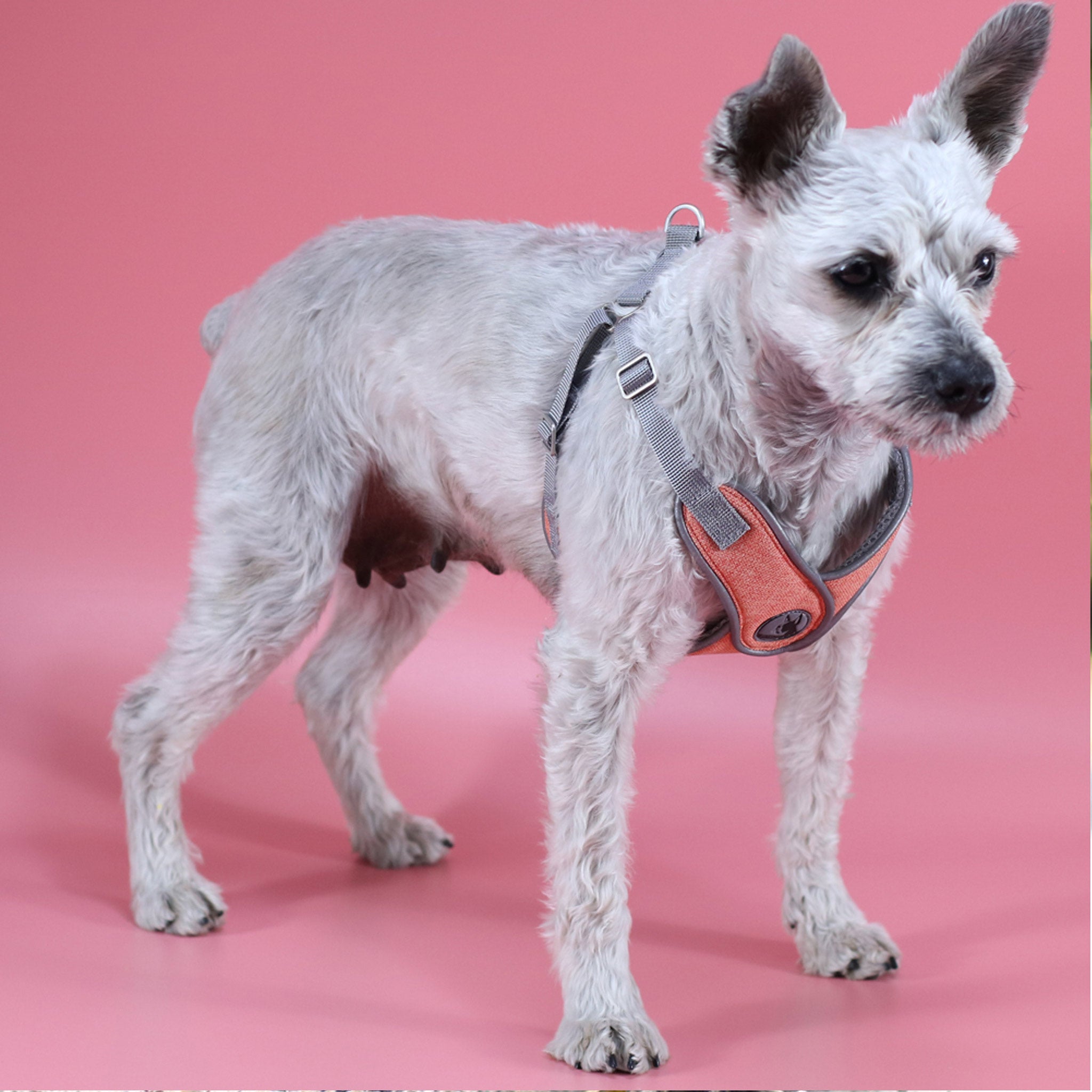 Oprsnica za male pse, oranžna │ nastavljiva │ S,M,L