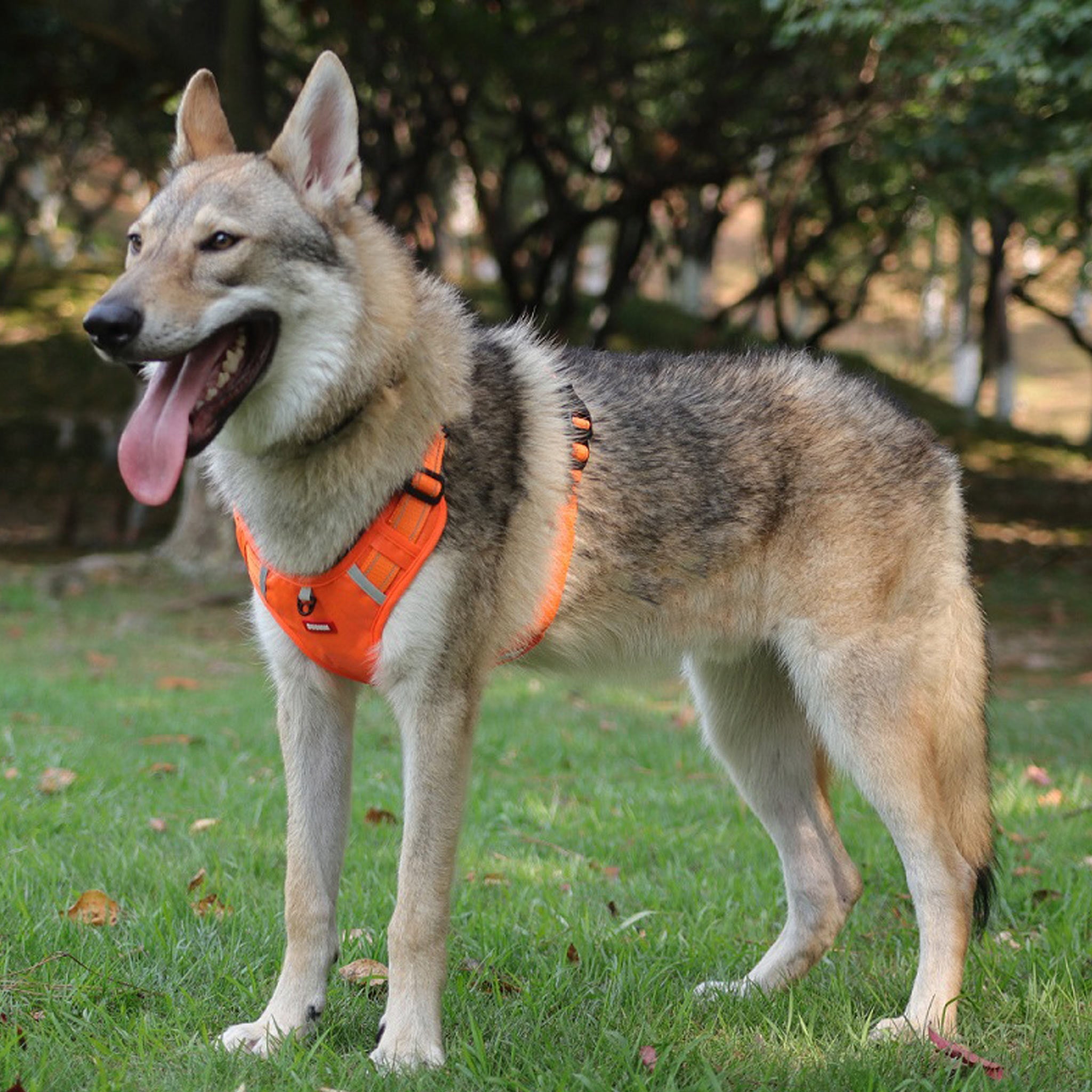 Ovčar v parku v oranžni oprsnici