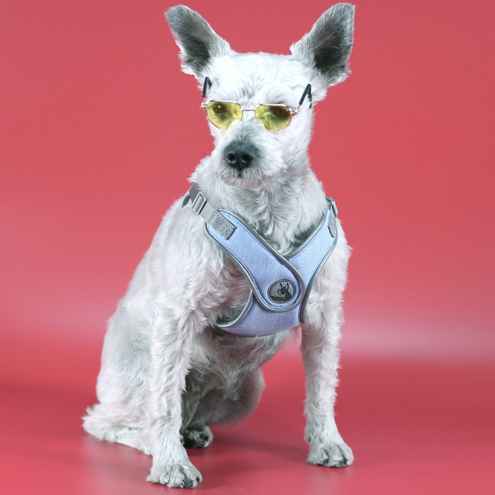 Oprsnica za male pse, modra │ nastavljiva │ S,M,L