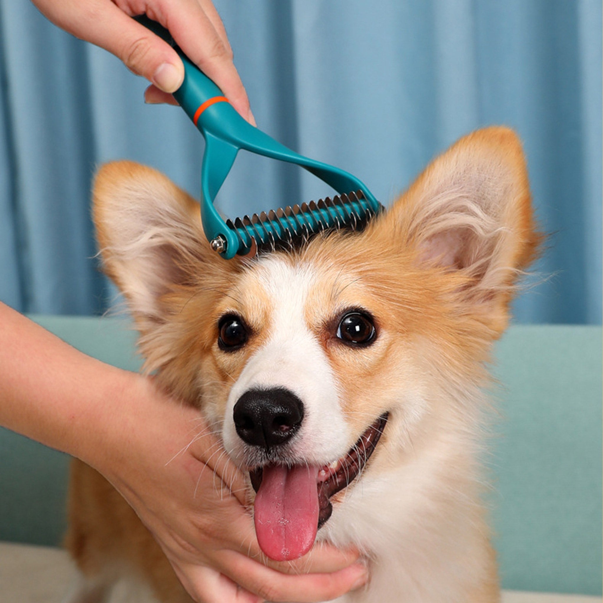 Rjavi corgi se krtači z modro krtačo za poddlako