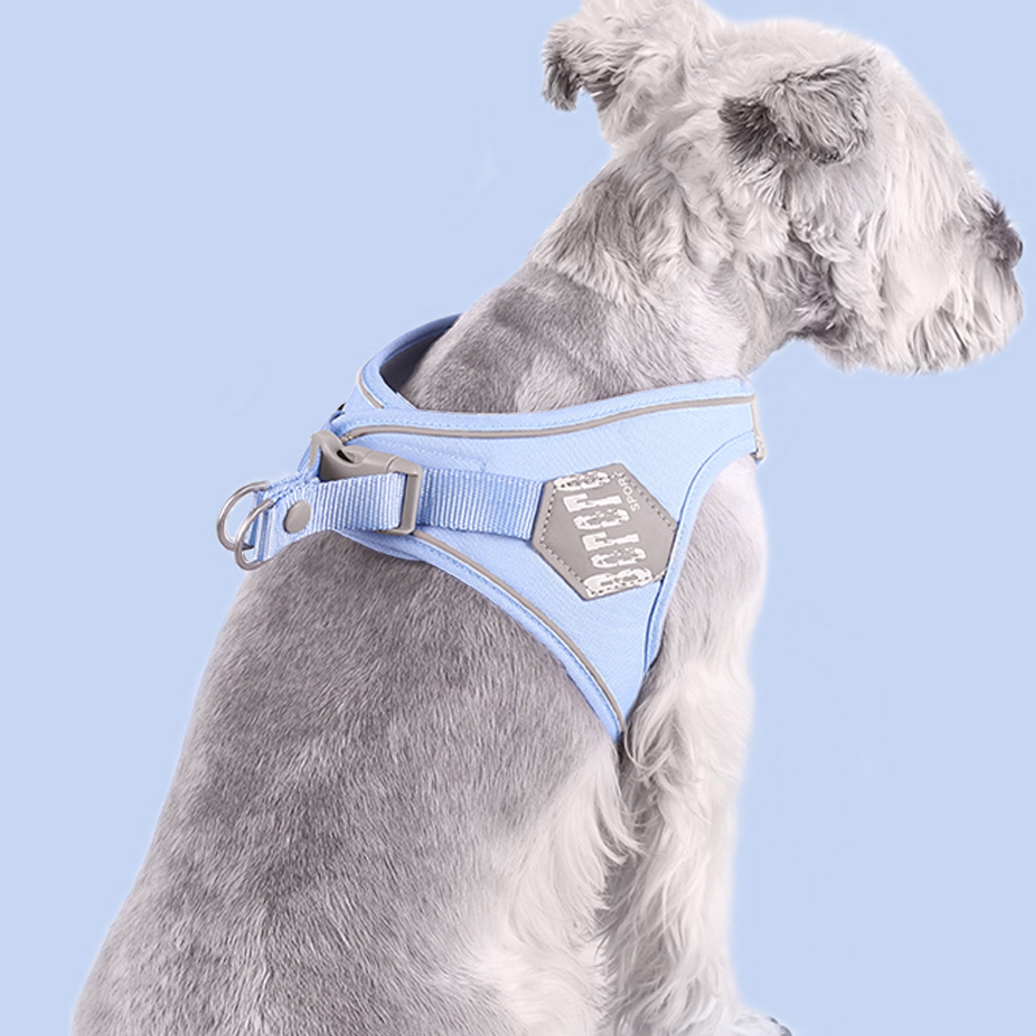 Modra oprsnica na sivem psu