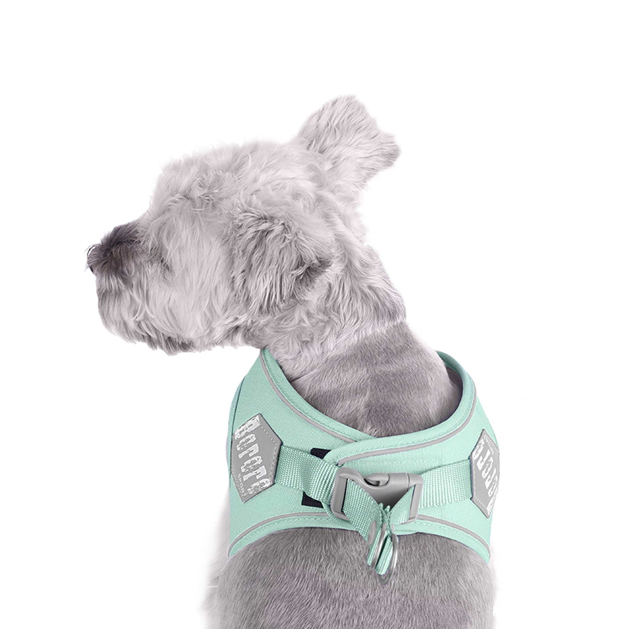 Zelena odsevna oprsnica iz hrbtne strani.