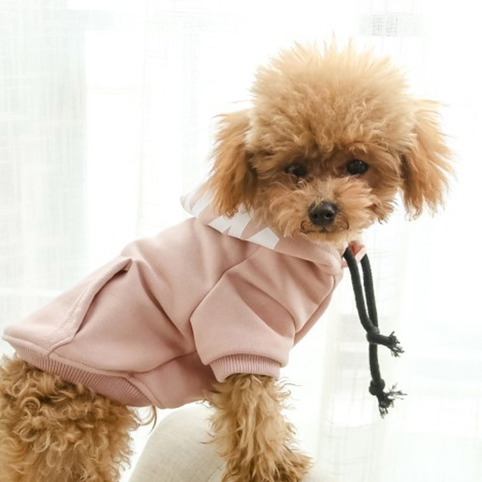 Rjav pes pudelj v roza puloverju