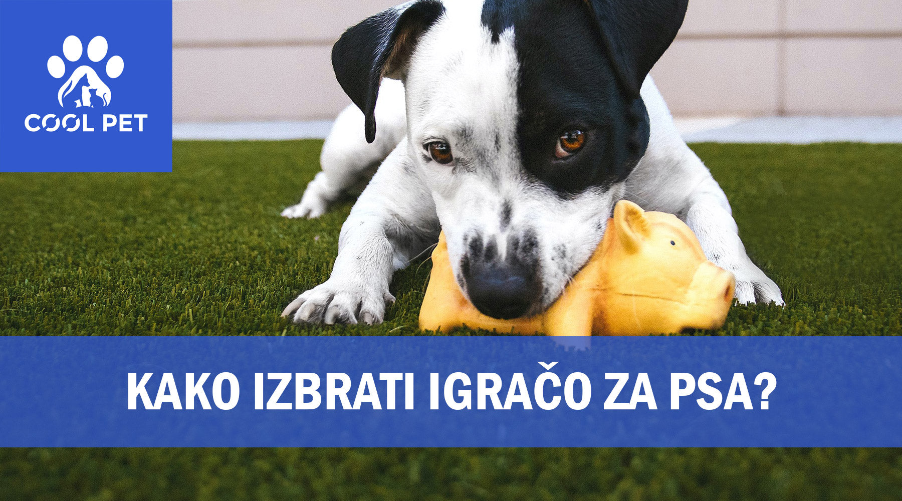 Izbira igrače za psa: Kako najti popolno igračo za vašega kosmatinčka