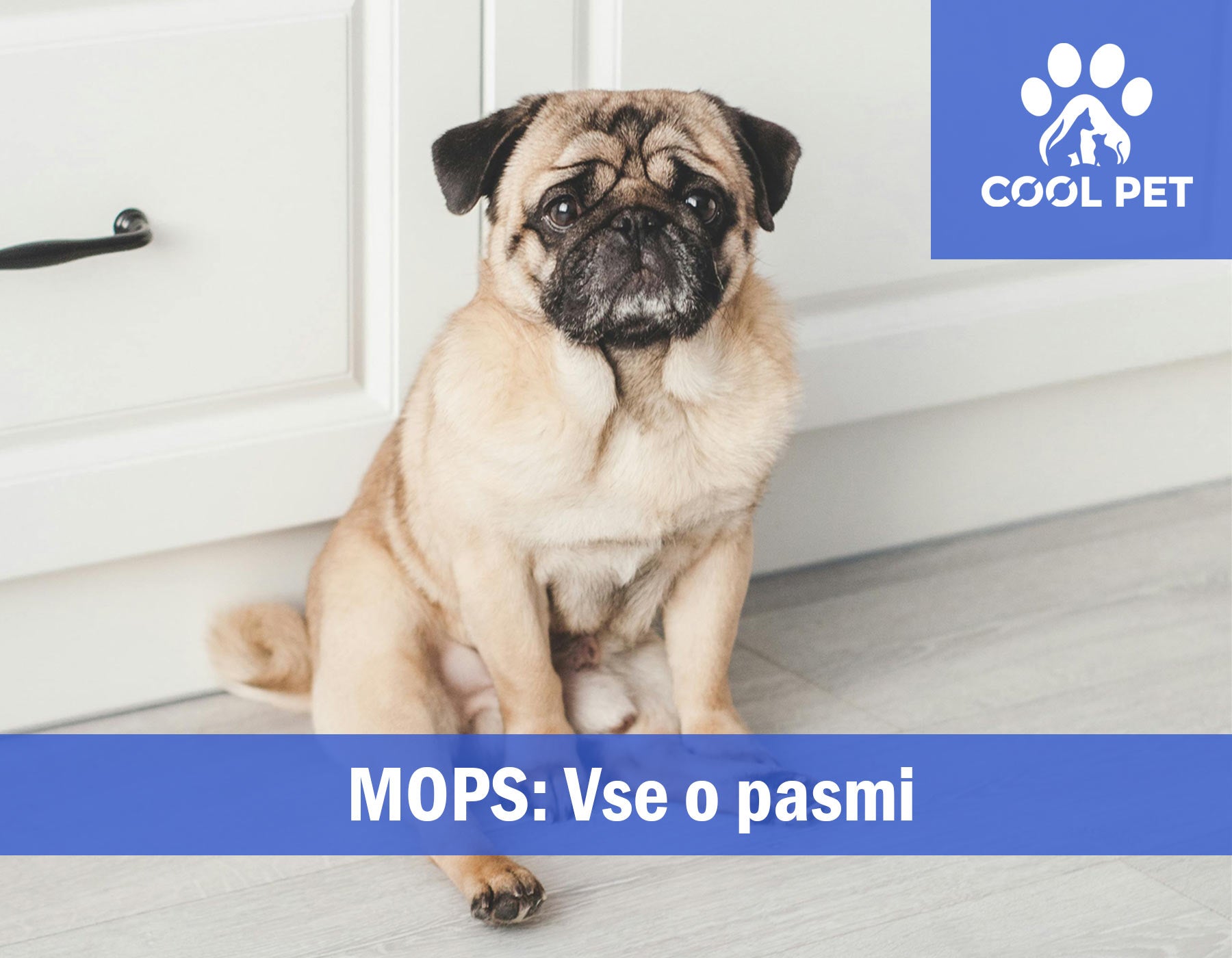 Mops - Informacije o pasmi