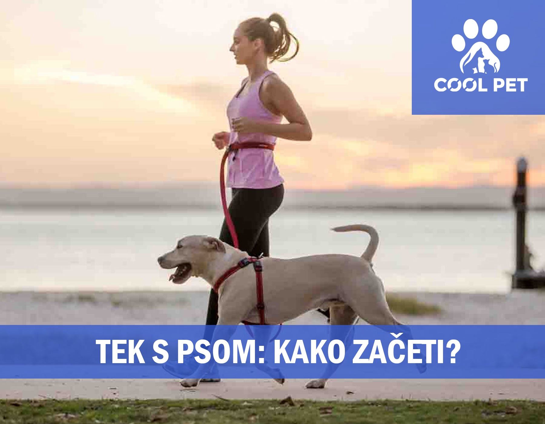 Tek s psom: Kako začeti in kaj potrebujete?