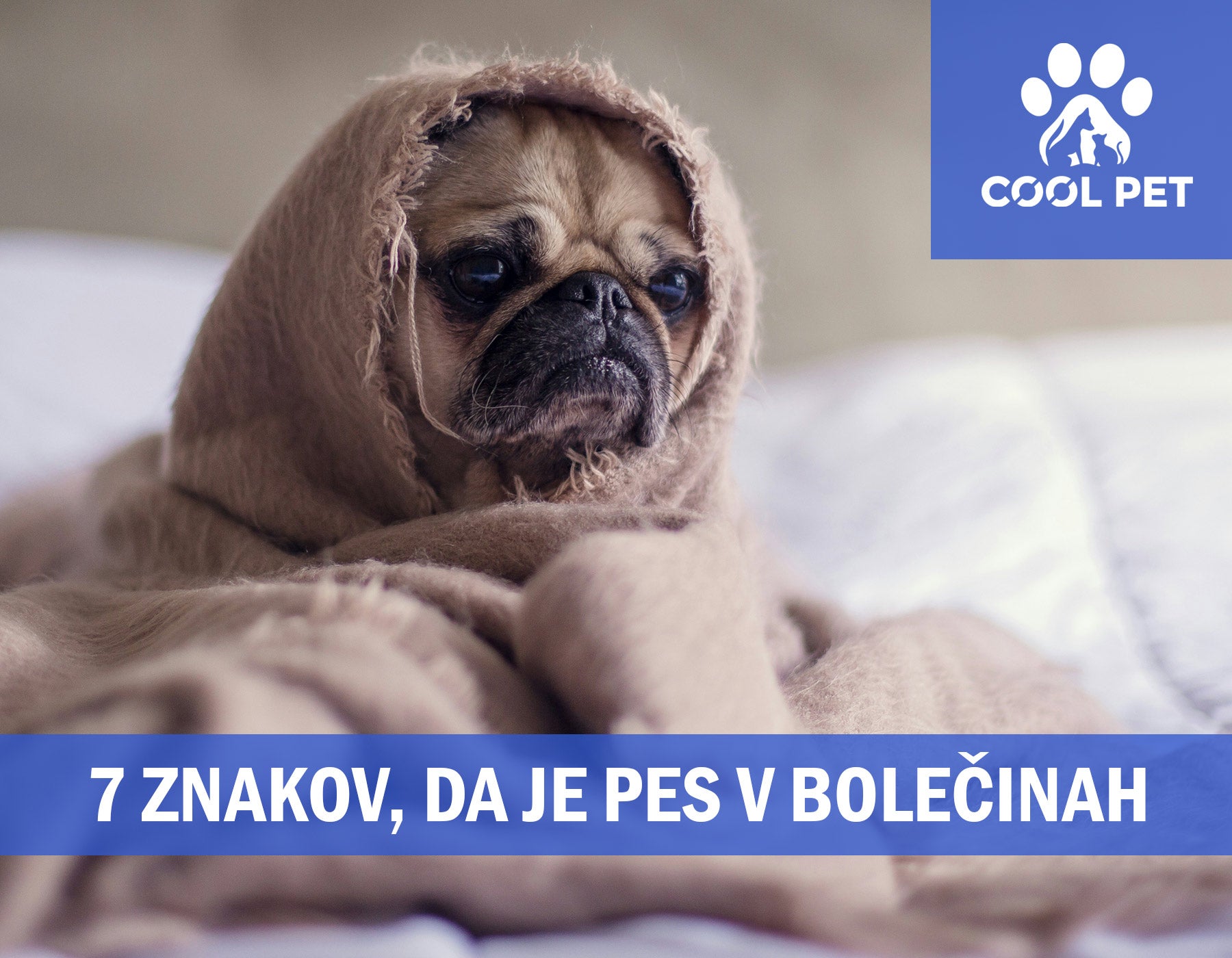 7 znakov, da je vaš pes v bolečinah