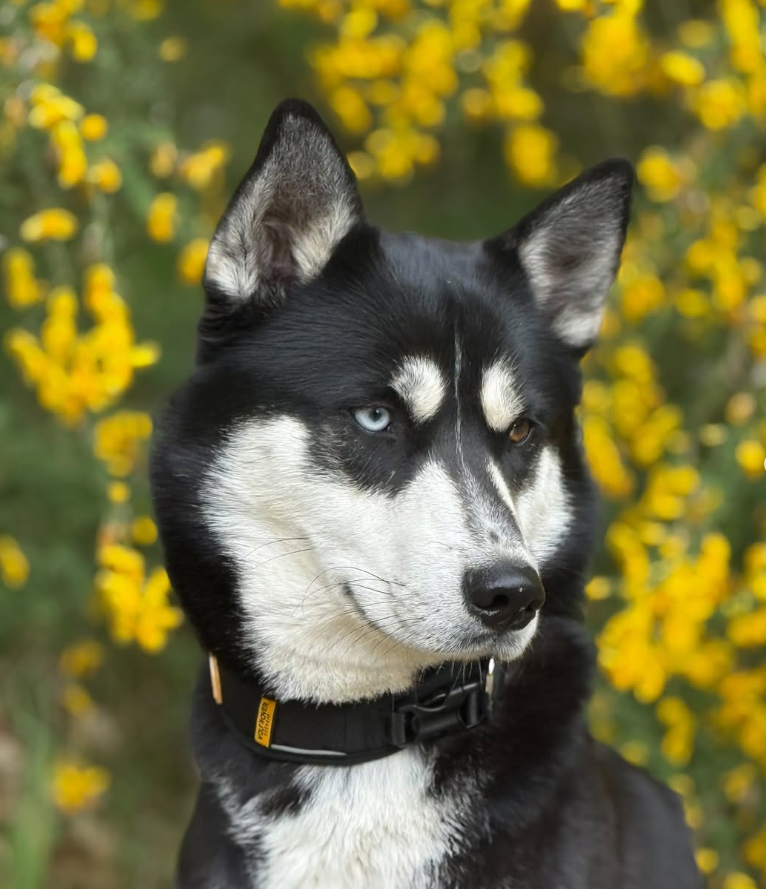Wolf Rover │ StridePro ovratnica