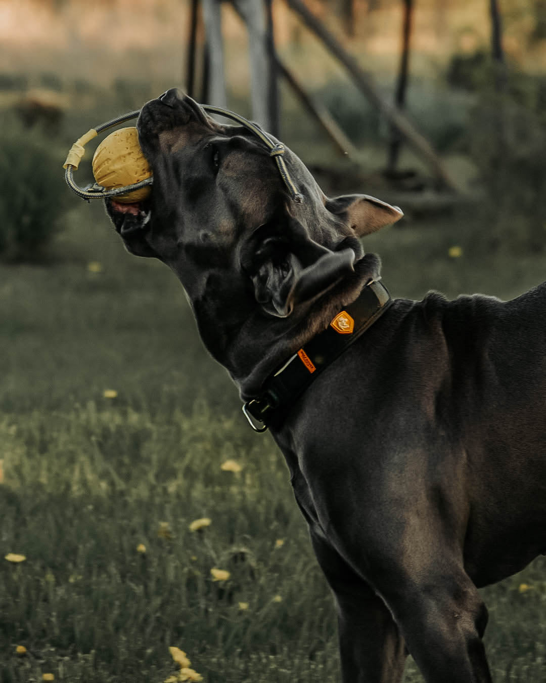 Wolf Rover │ StridePro ovratnica